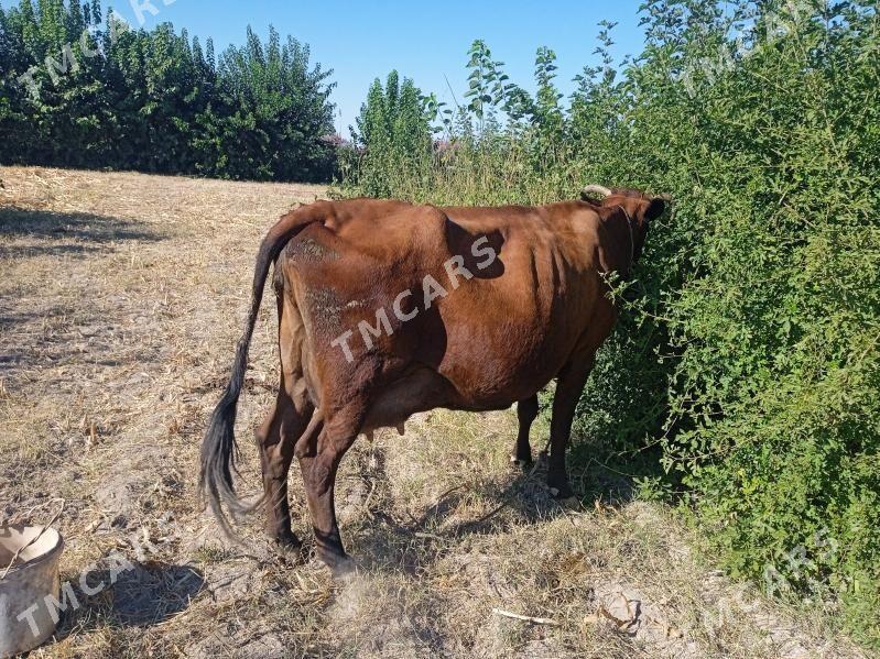 Etik bogaz - Farap - img 2