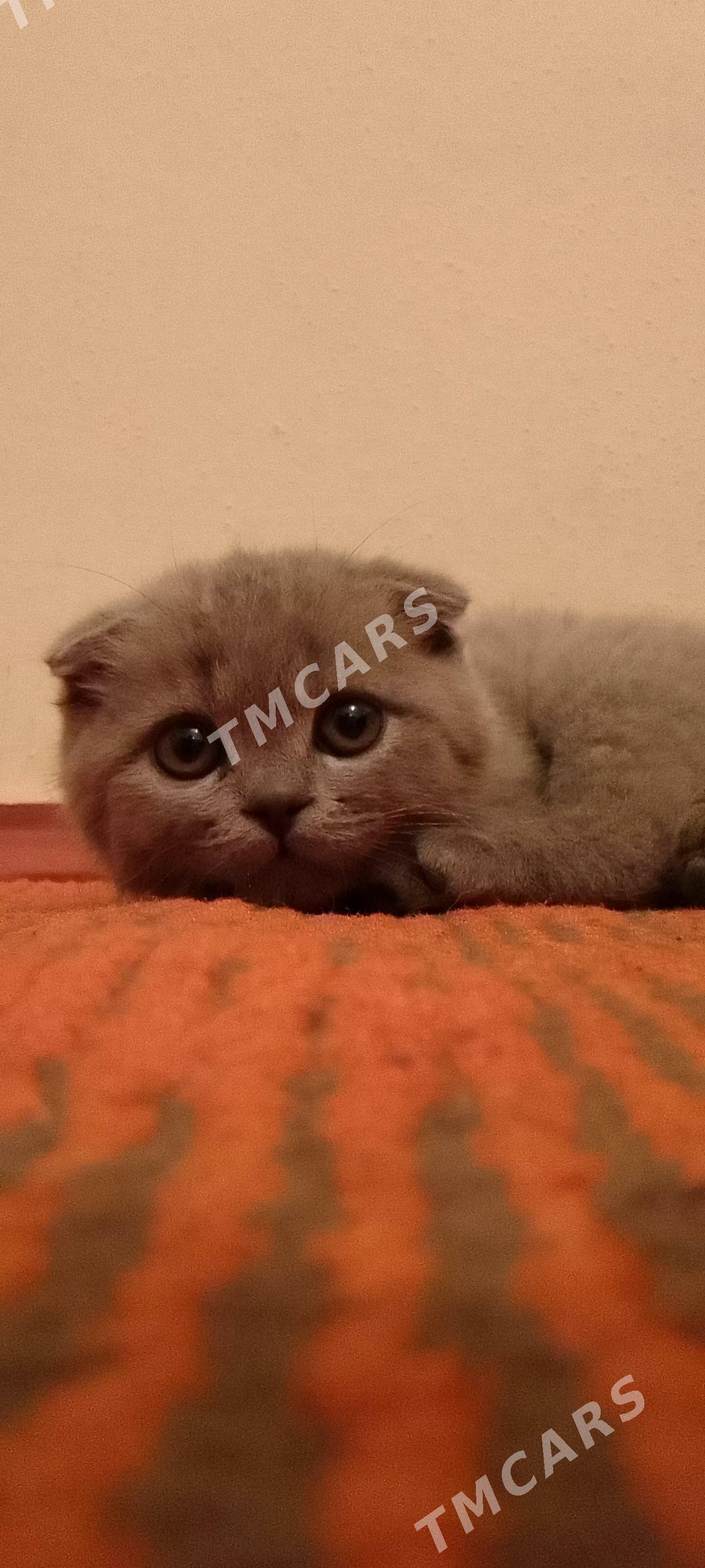 Shatlandski - Шабатский этрап - img 2