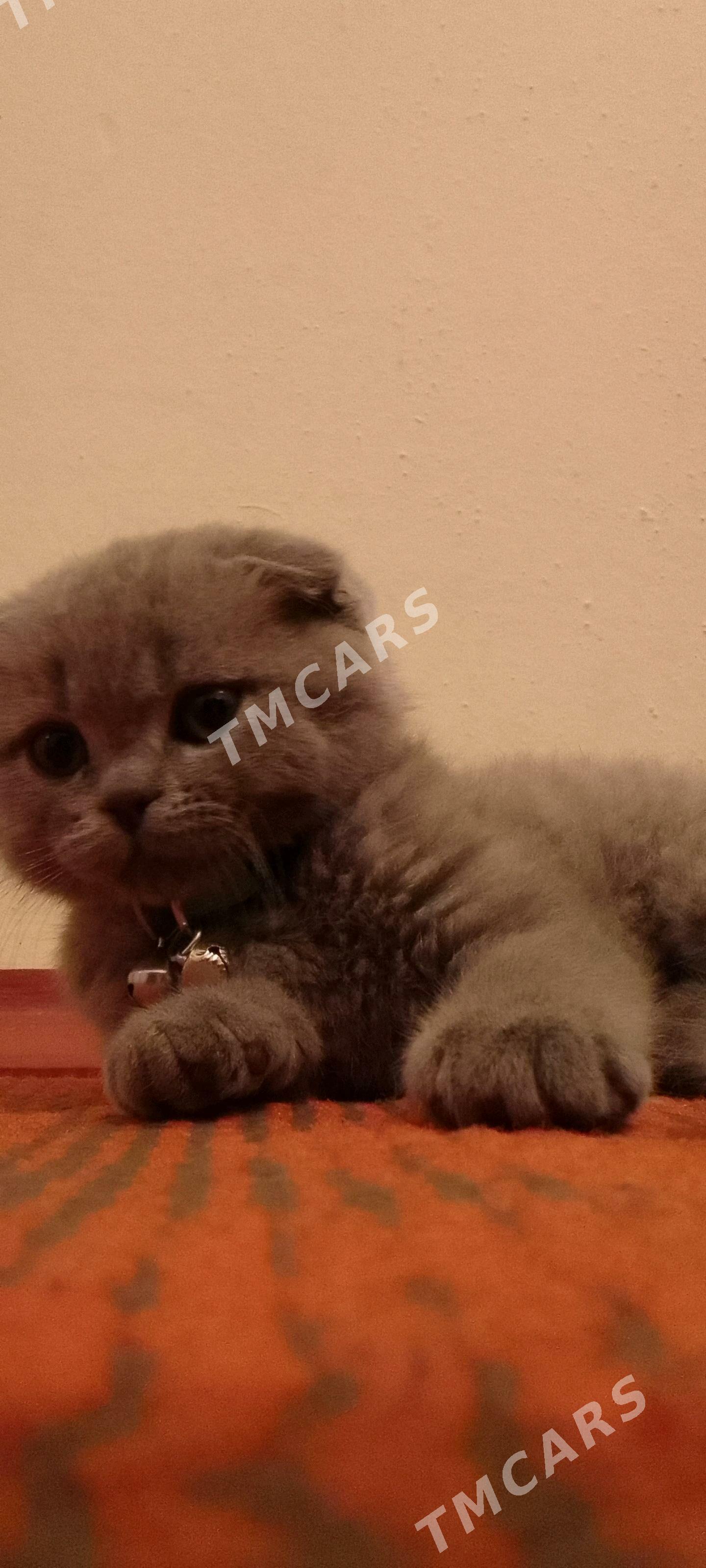 Shatlandski - Шабатский этрап - img 3