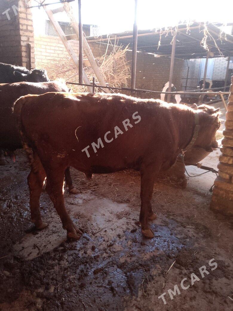 okuzler - Türkmenabat - img 3
