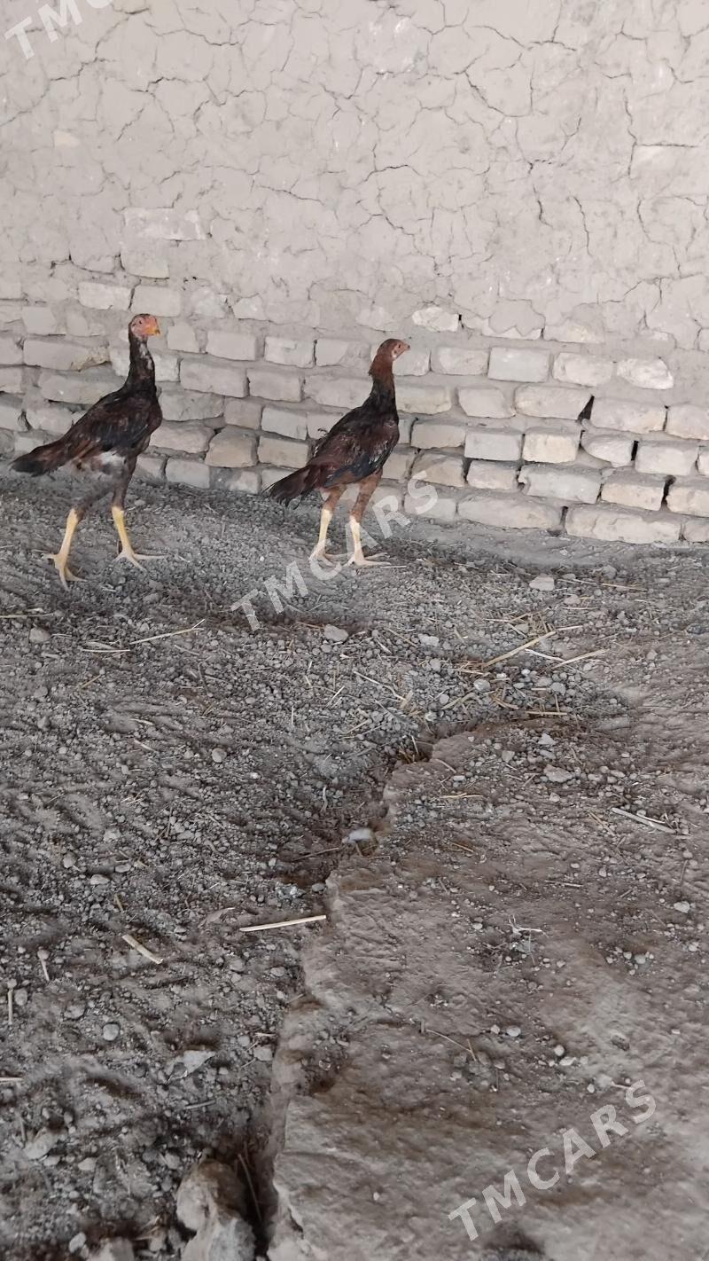 paroda juje - Wekilbazar - img 2