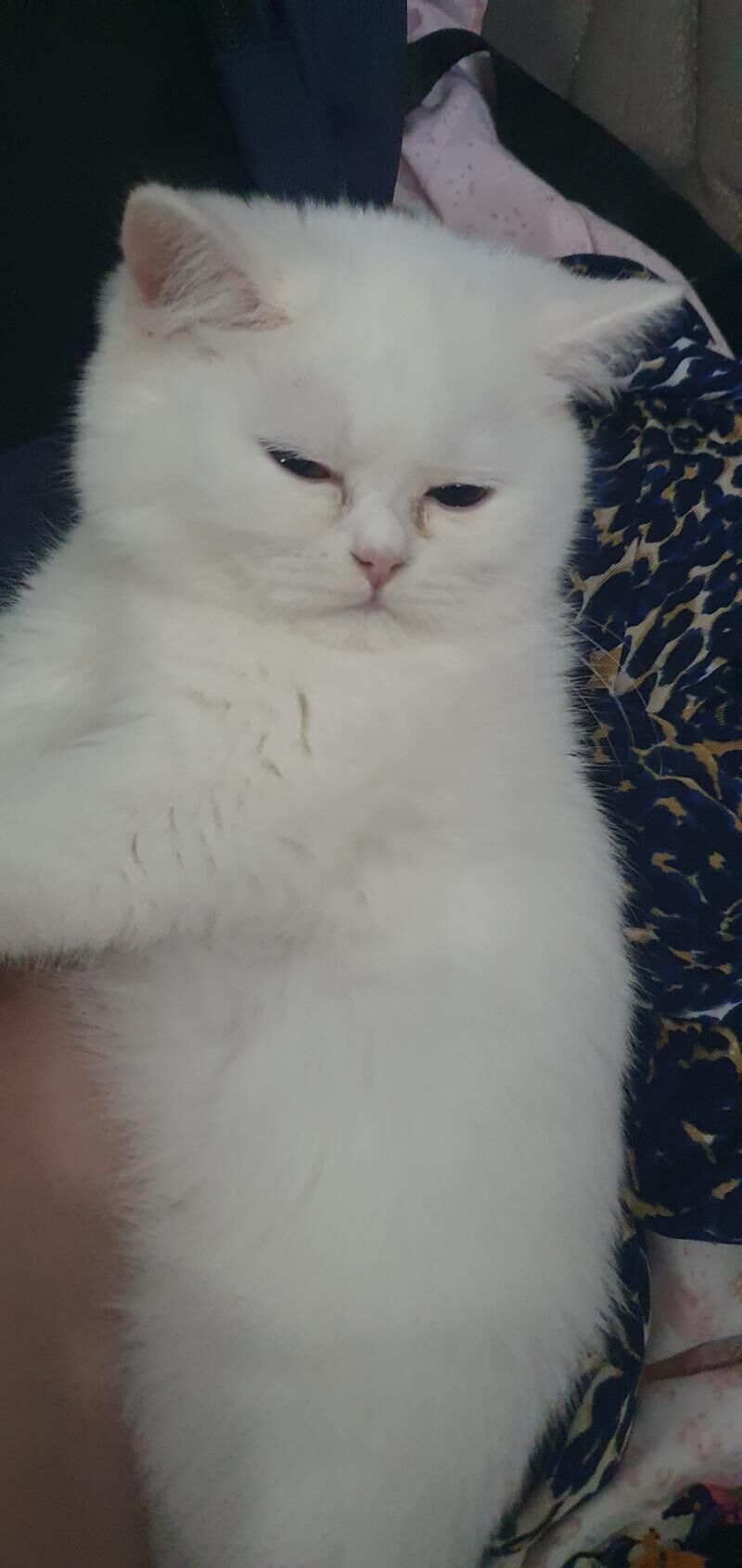Шотландские котята - Ашхабад - img 3