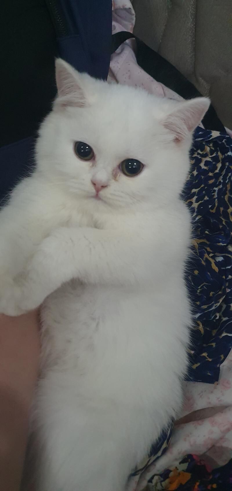 Шотландские котята - Ашхабад - img 2