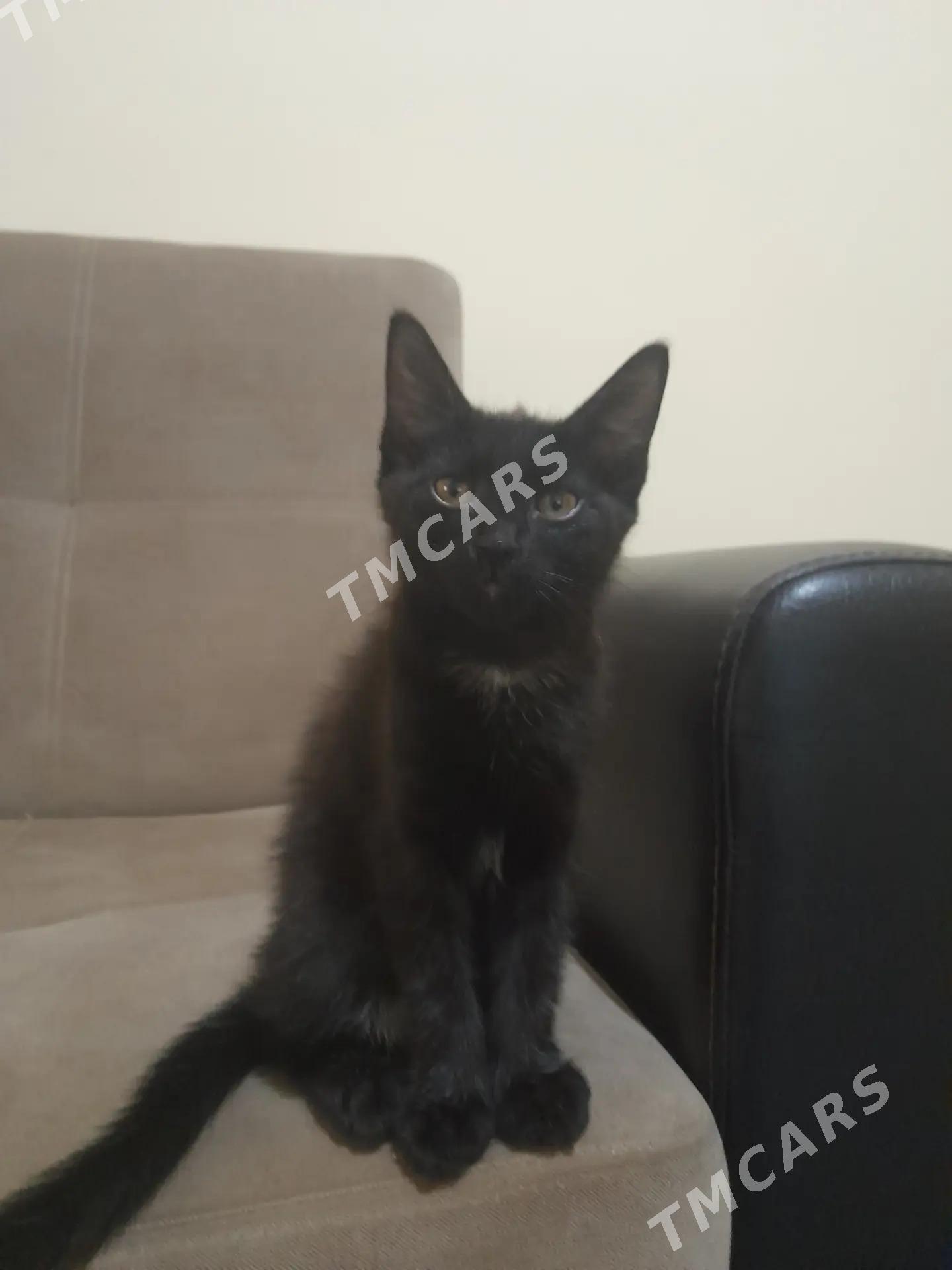 кошка - 30 мкр - img 2
