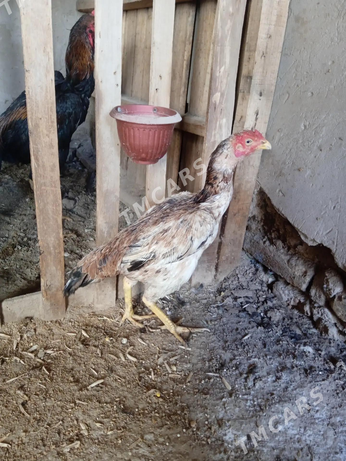 towuk - Daşoguz - img 2
