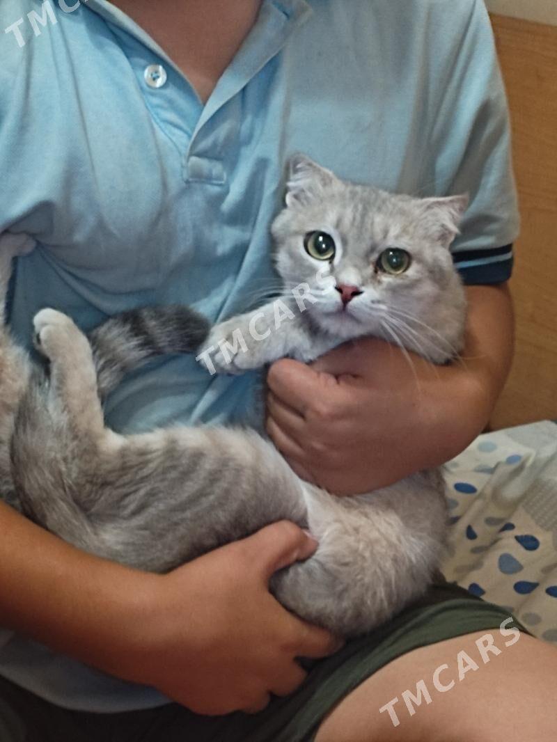 кошка,pişik - 8 мкр - img 3