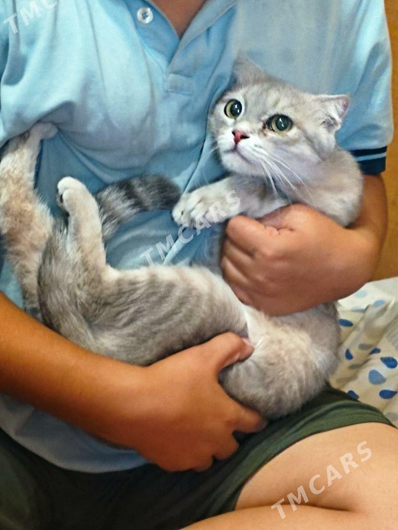 кошка,pişik - 8 мкр - img 4