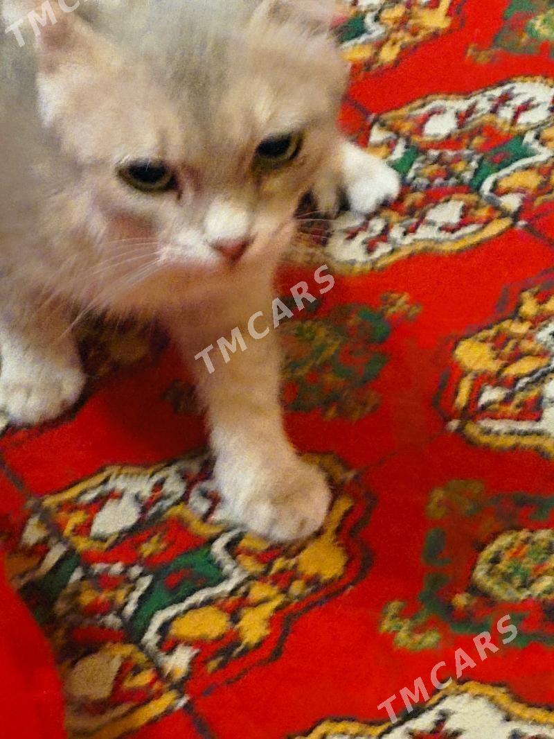 кошка,pişik - 8 мкр - img 2