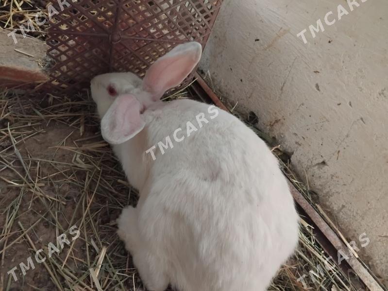 Welikan bogaz towsan - Чарджоу - img 2