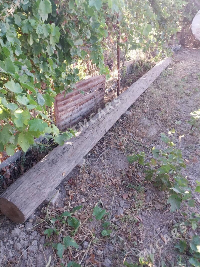 tiaTitan we agac - Çärjew - img 1