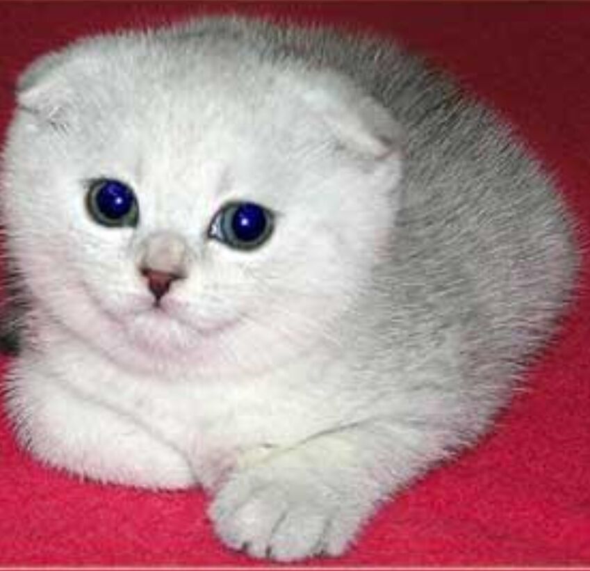 Шотландские котята - Ашхабад - img 2