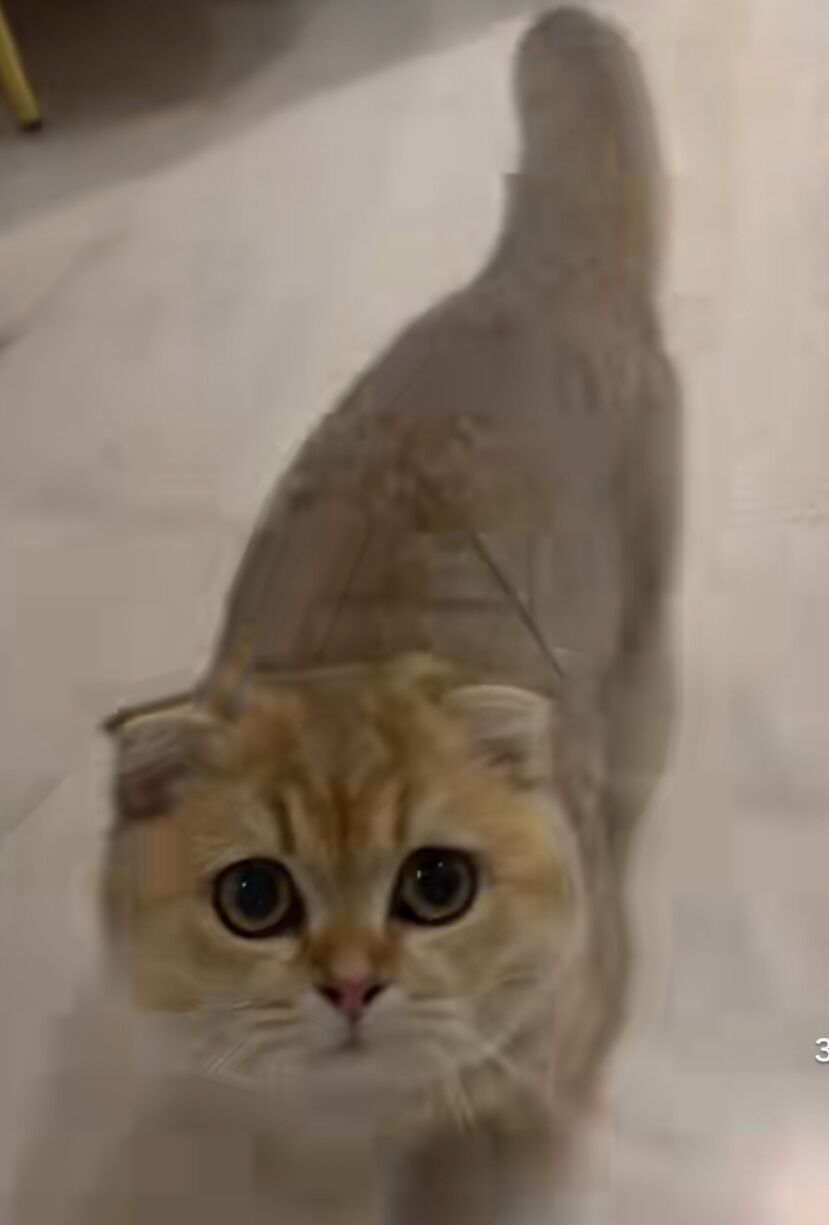 Шотландские котята - Ашхабад - img 1