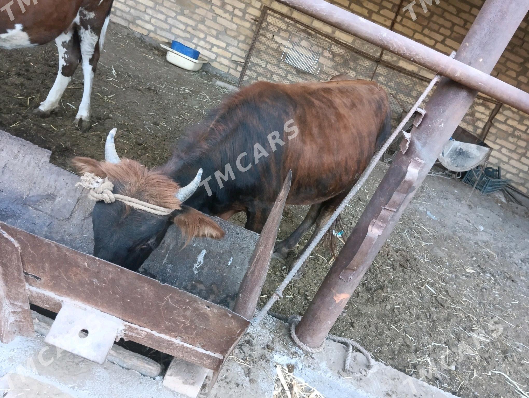 öküz - Туркменабат - img 2