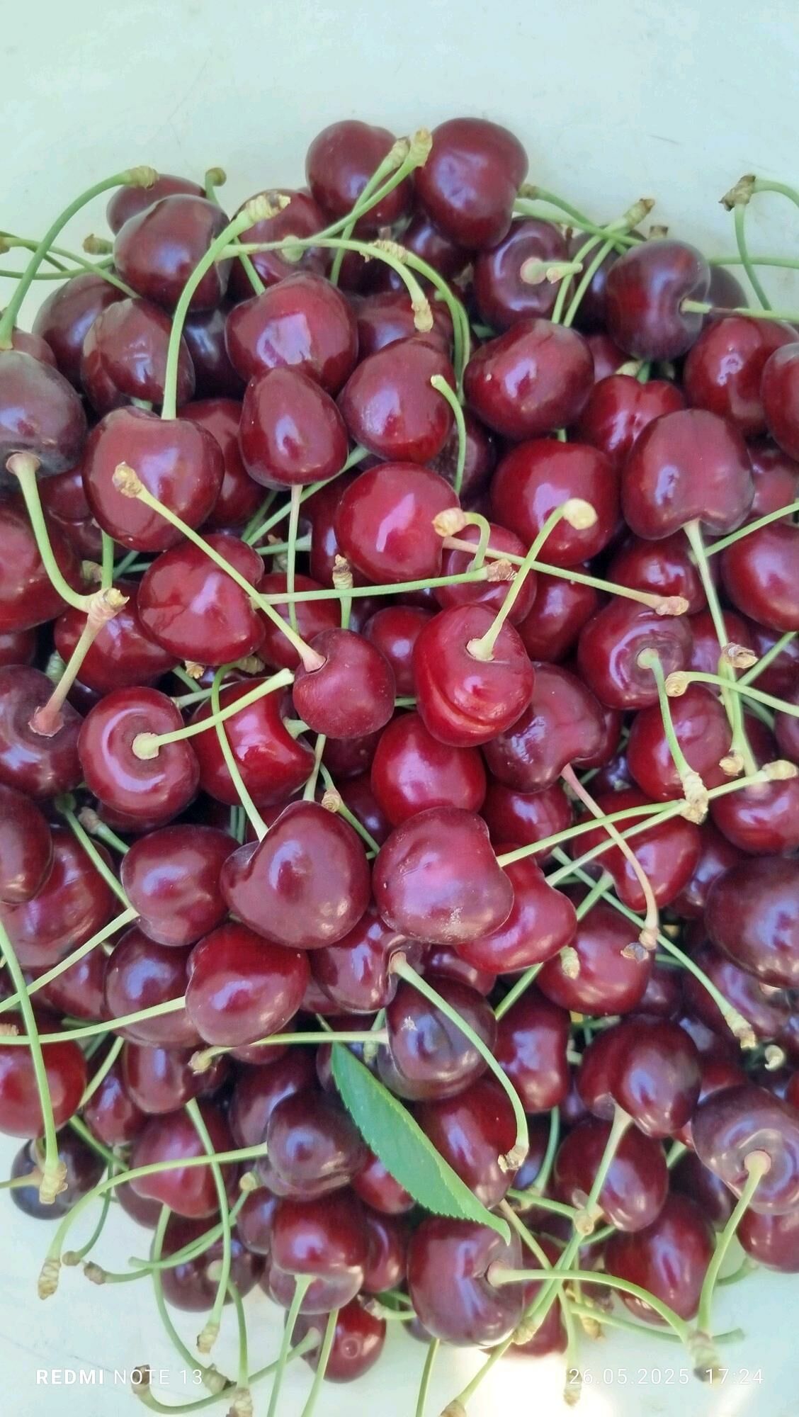 Апелсин мандарин бонон Гилос - Шабатский этрап - img 4