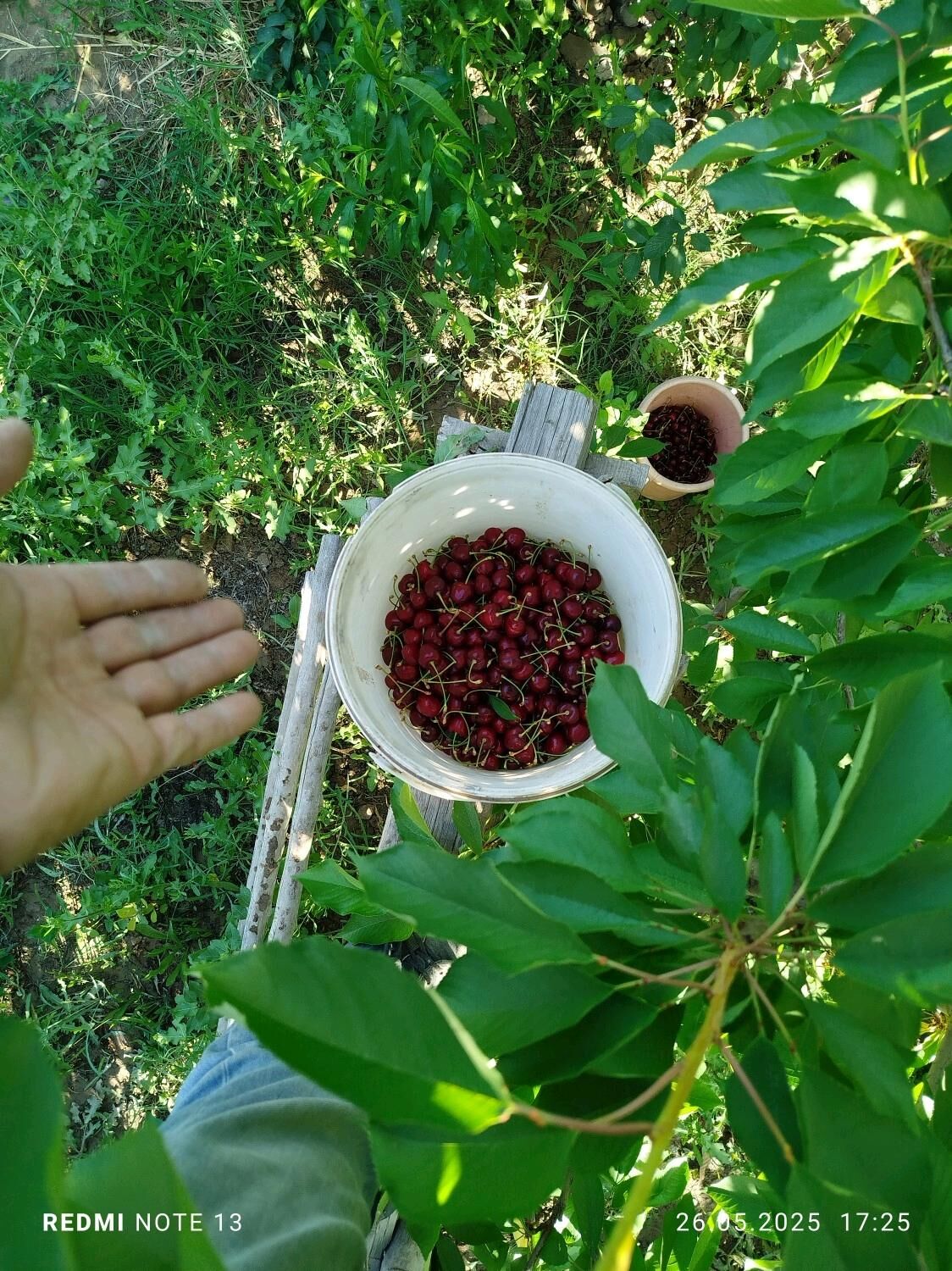 Апелсин мандарин бонон Гилос - Шабатский этрап - img 5