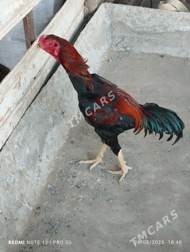 Paroda - Wekilbazar - img 2