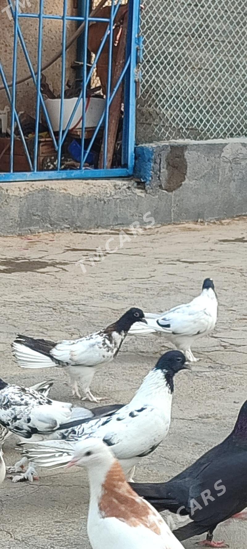 kepderi - Aşgabat - img 3