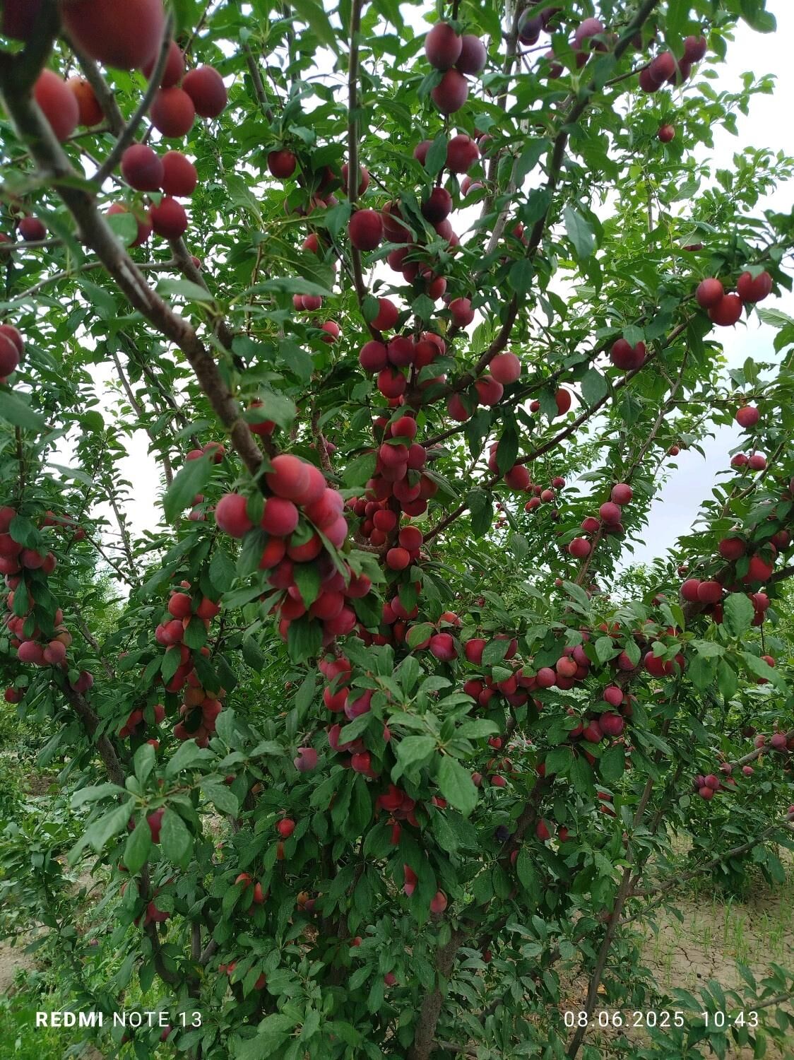 Апелсин мандарин бонон Гилос - Шабатский этрап - img 6