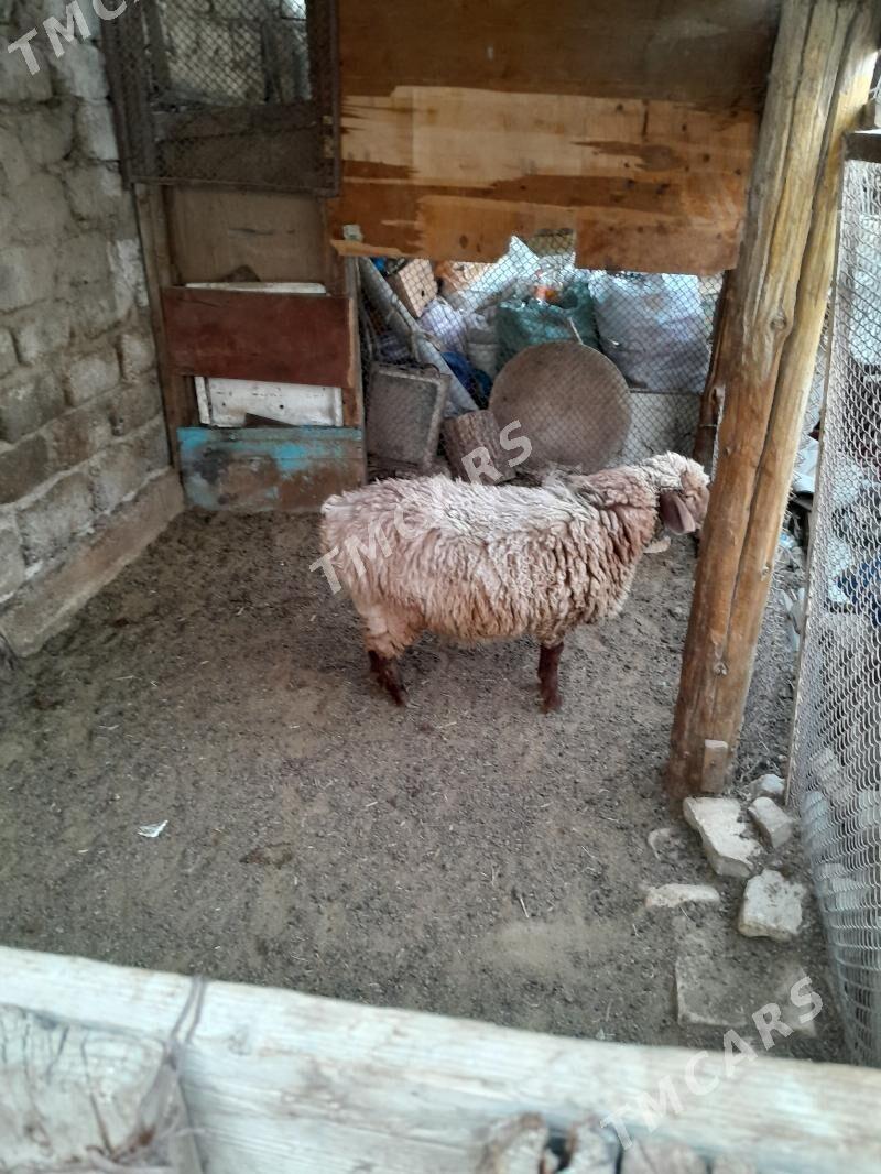 Toklu goyun - Aşgabat - img 2