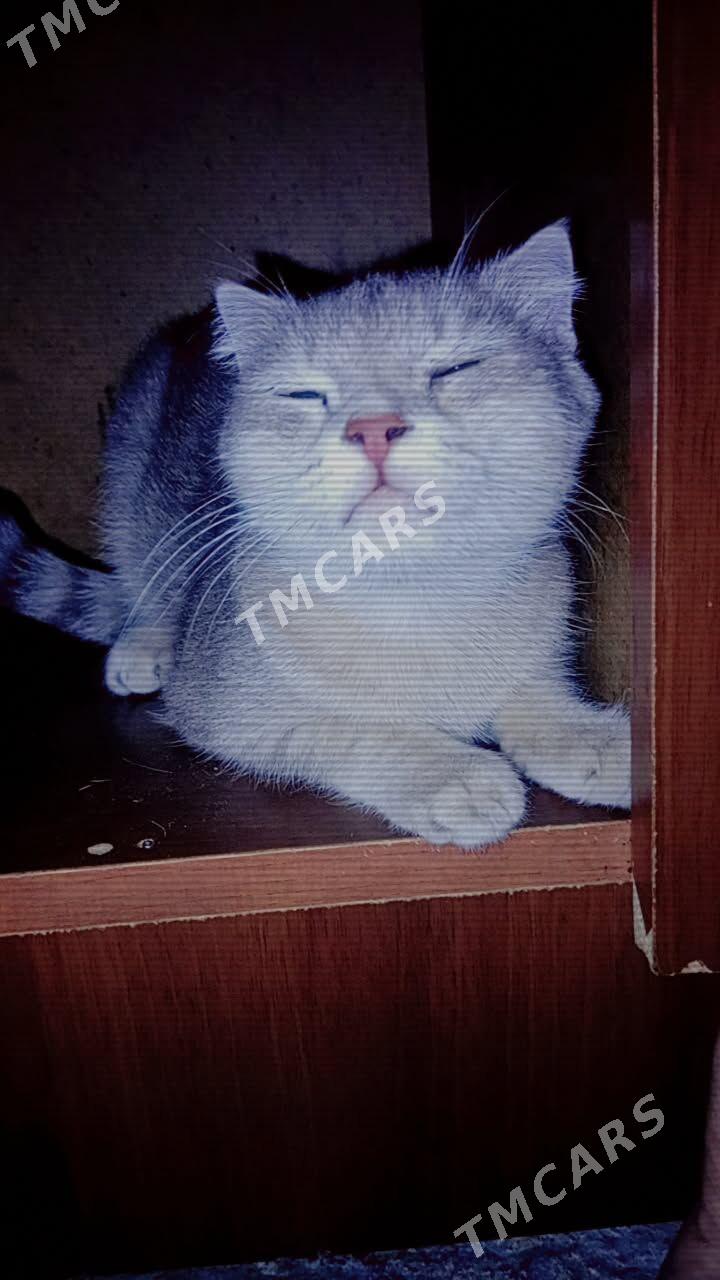 owadanja pişik gyýz - 8 мкр - img 5