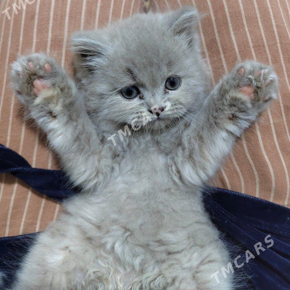 котёнок  - Daşoguz - img 2