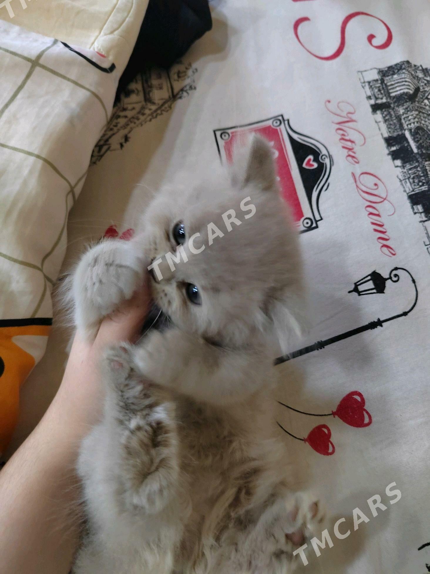 котёнок  - Daşoguz - img 3