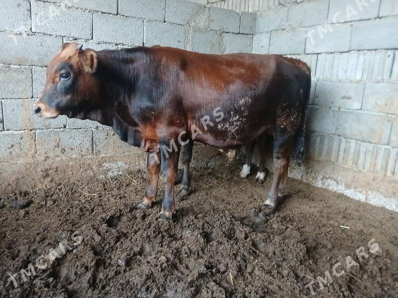 6sy bile okuzler tuweler - Büzmeýin - img 2
