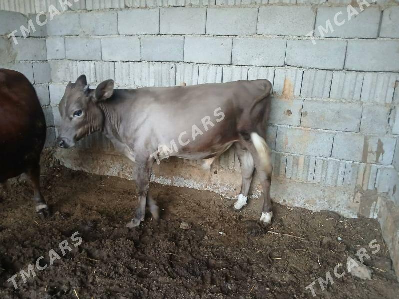 6sy bile okuzler tuweler - Büzmeýin - img 4