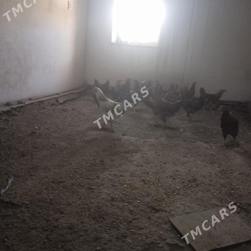 Horaz - Şabat etr. - img 2