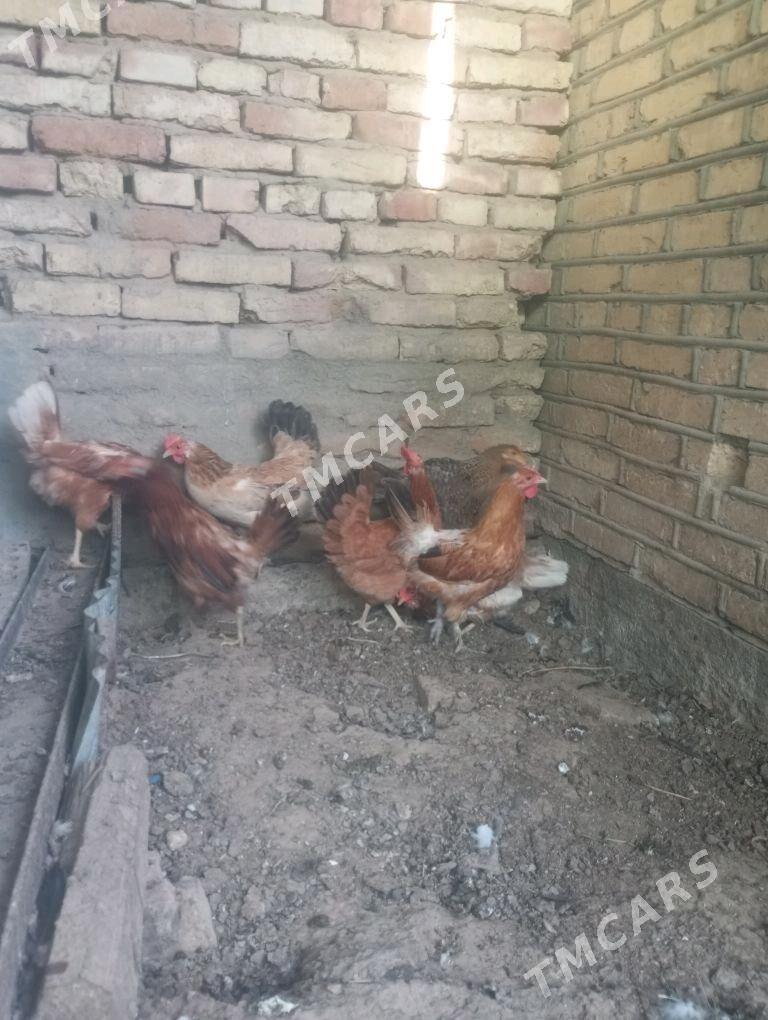 towuklar - Sakarçäge - img 2