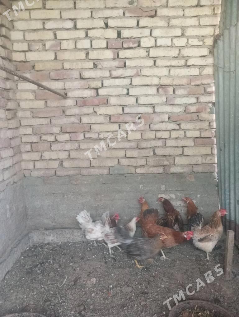 towuklar - Sakarçäge - img 3