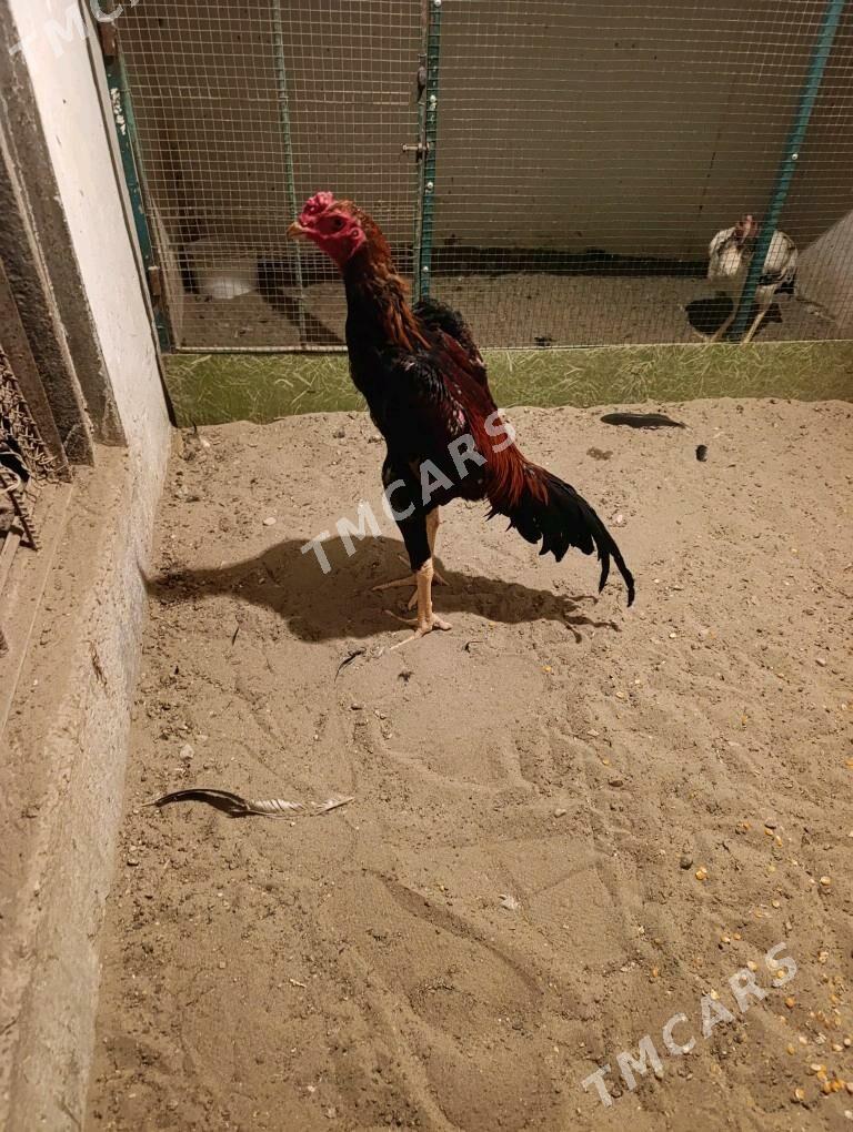 Horoz - Balkanabat - img 3