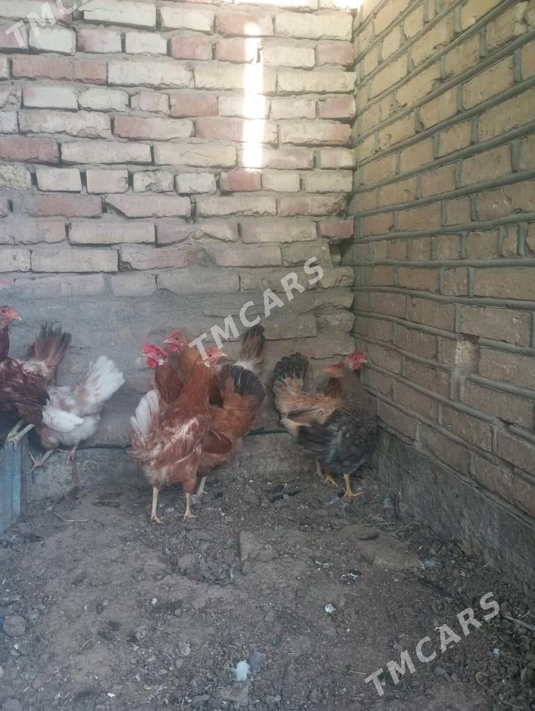 towuklar - Sakarçäge - img 1