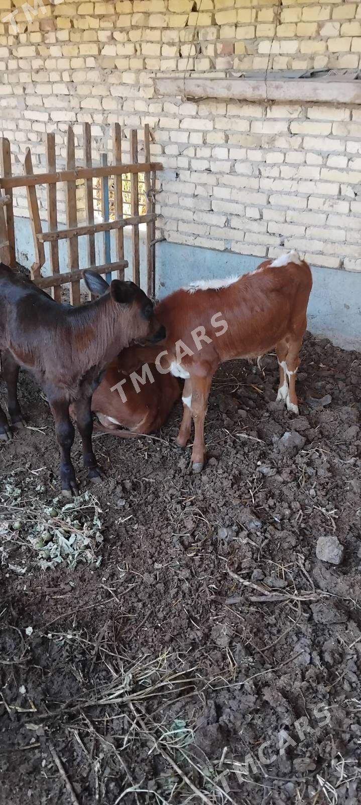 Saglyk inekler - Çärjew - img 7