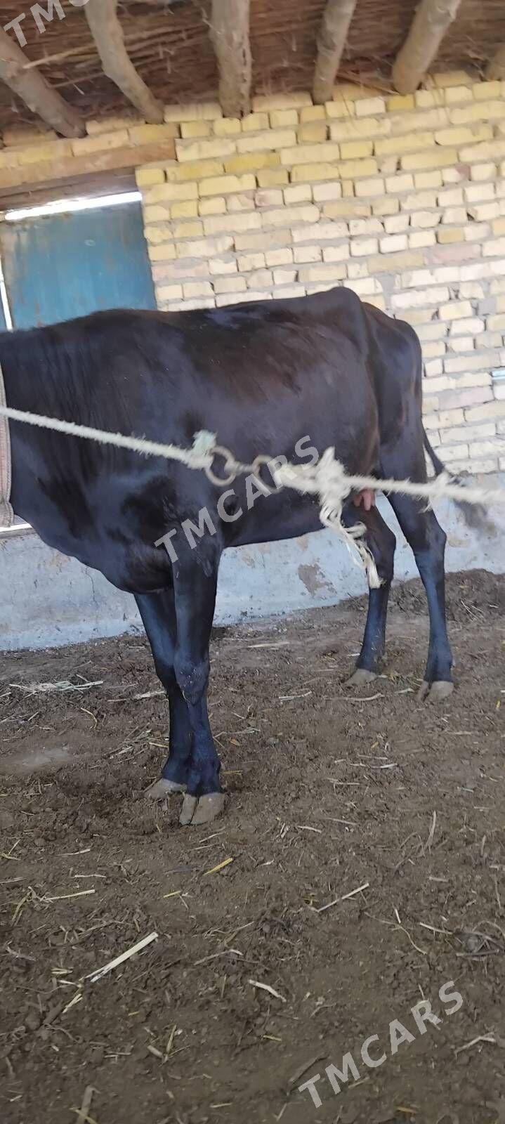 Saglyk inekler - Çärjew - img 5