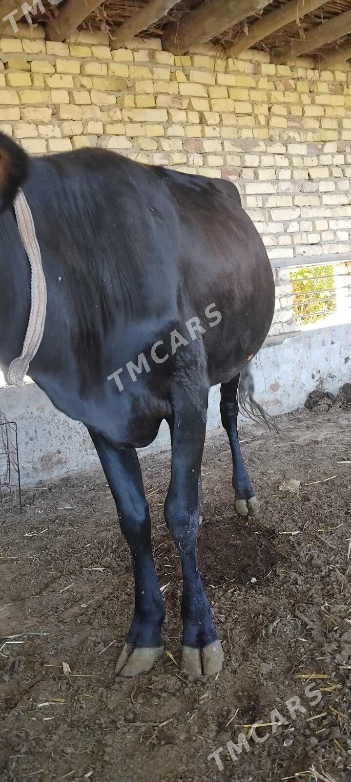 Saglyk inekler - Çärjew - img 6