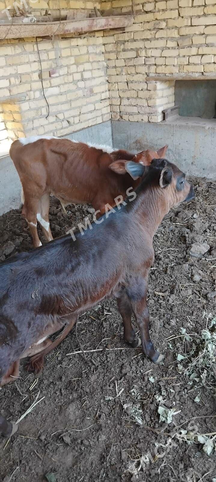 Saglyk inekler - Çärjew - img 10