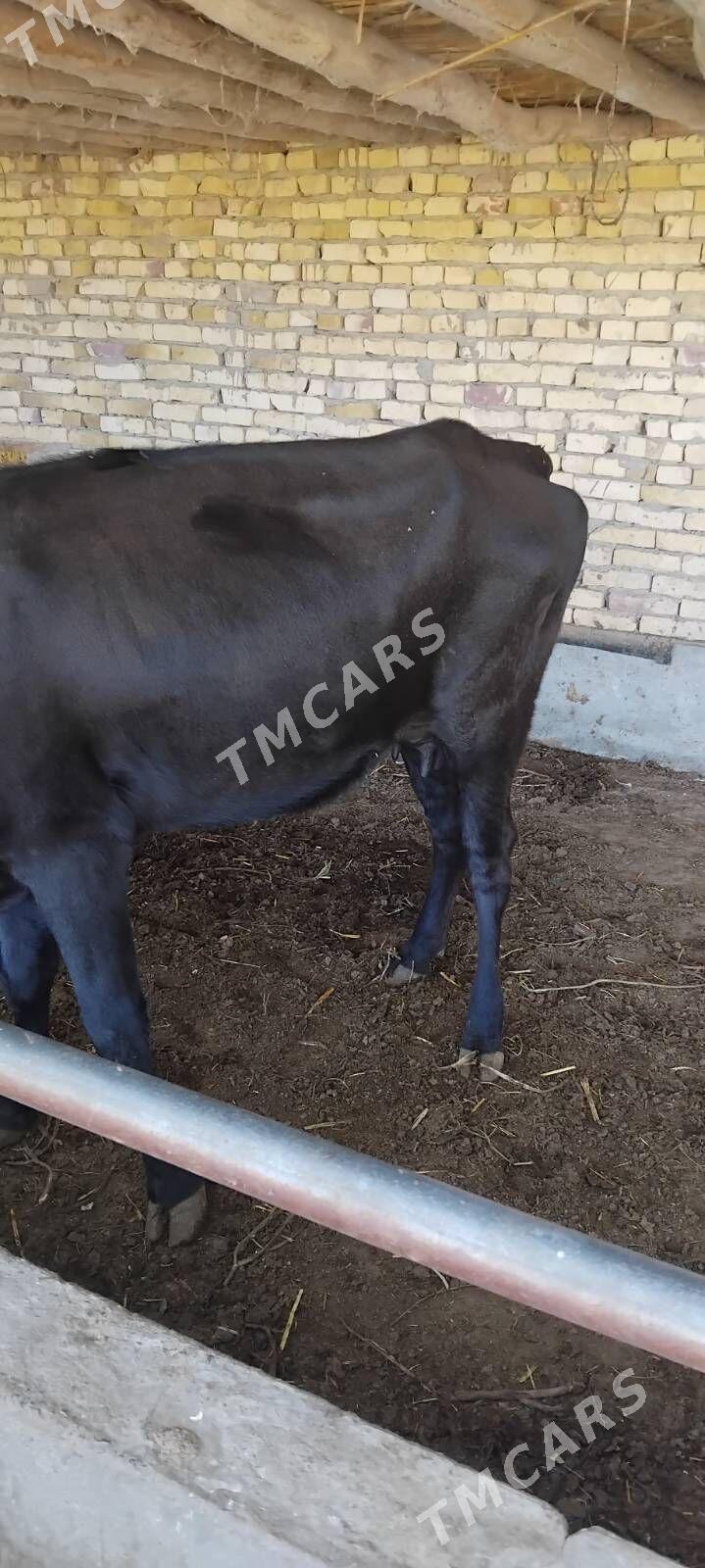 Saglyk inekler - Çärjew - img 1
