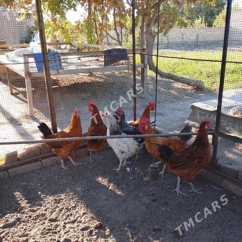 horazlar - Çärjew - img 3