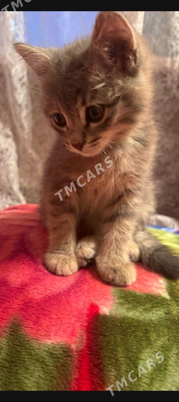 котенок - Aşgabat - img 3