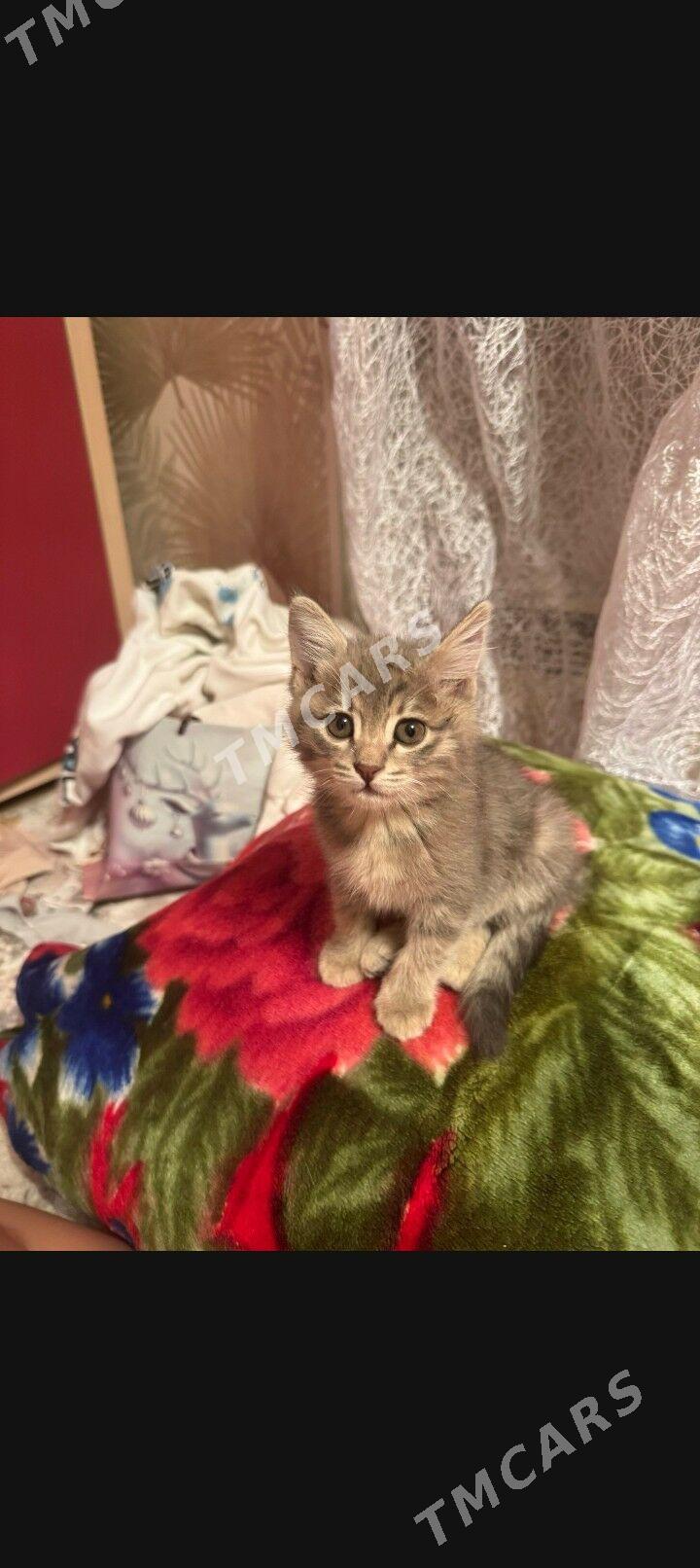 котенок - Aşgabat - img 1