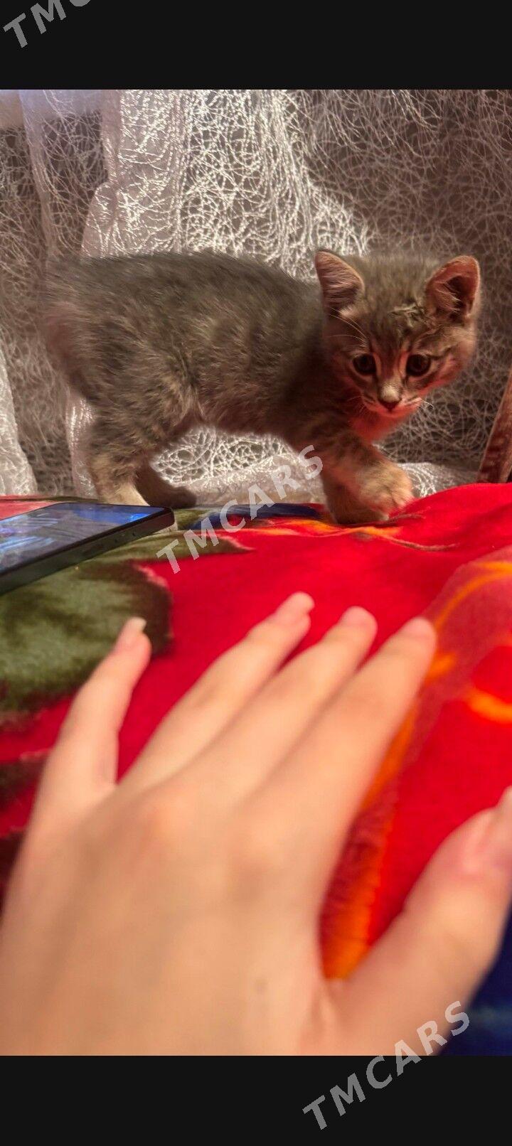 котенок - Aşgabat - img 2