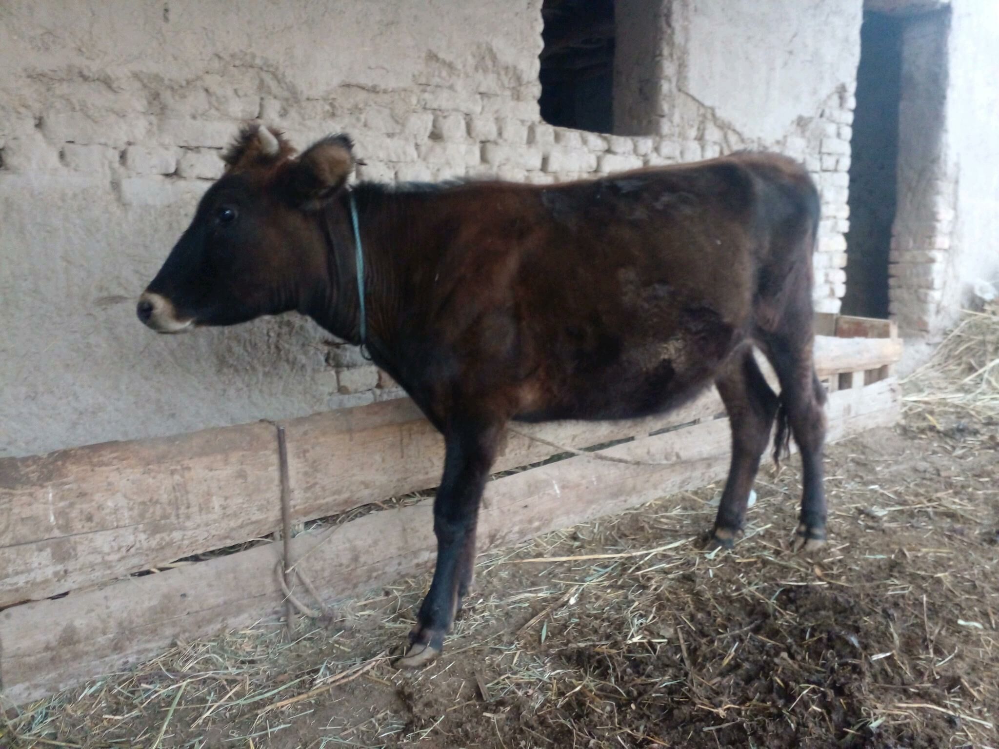 1ýaşgaçar - Köneürgenç - img 3
