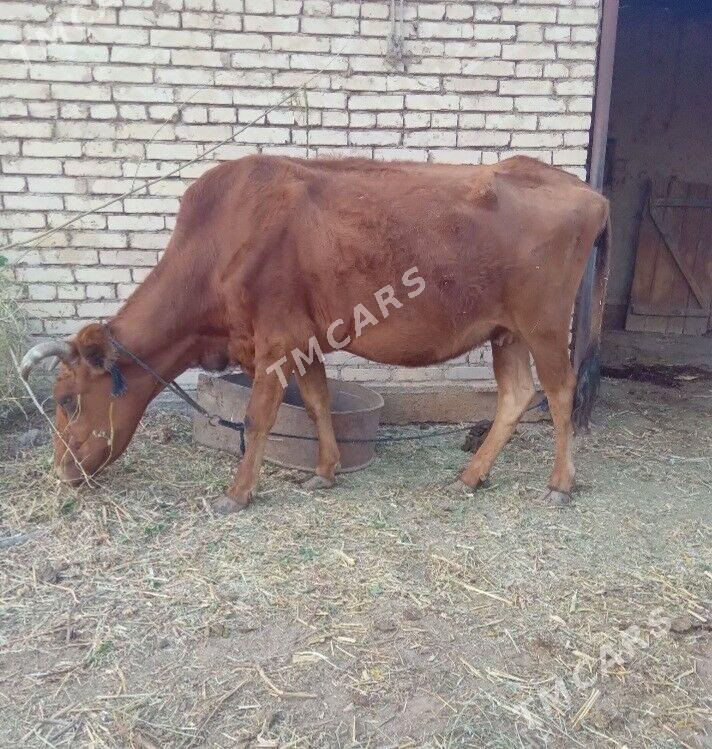 Bogaz sygyr - Baýramaly - img 3