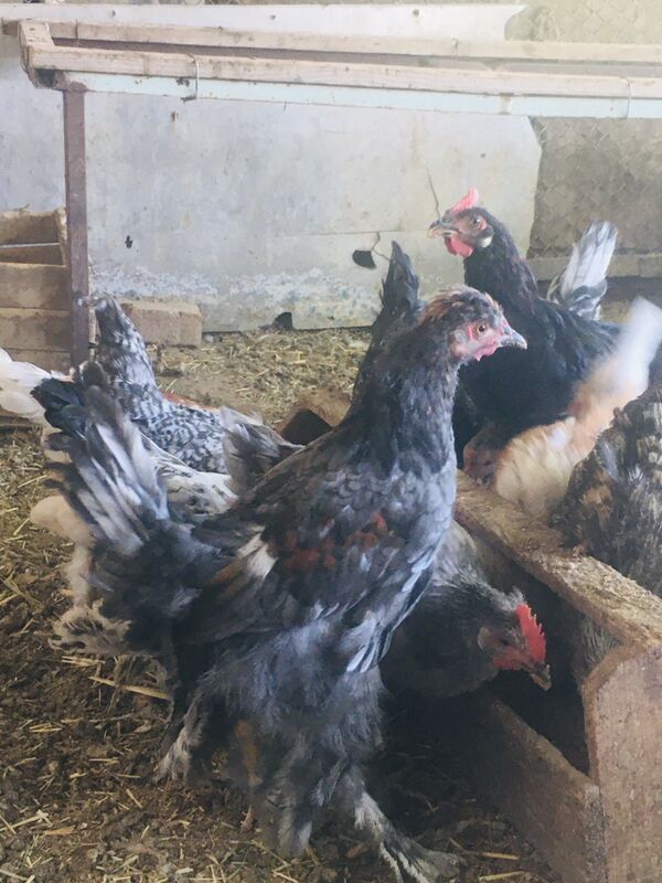 Balakly horazlar - Мары - img 2