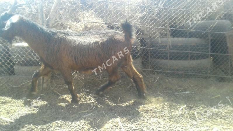 Пакистан гечи - Kerki - img 6