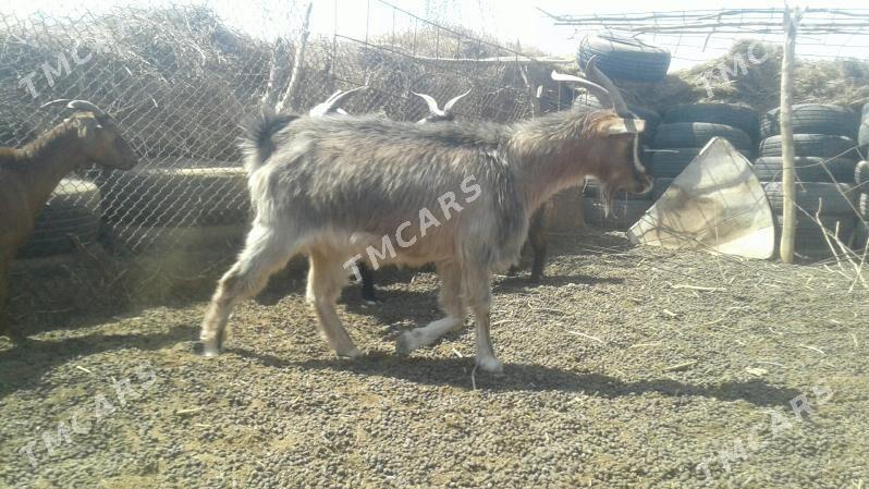 Пакистан гечи - Kerki - img 9