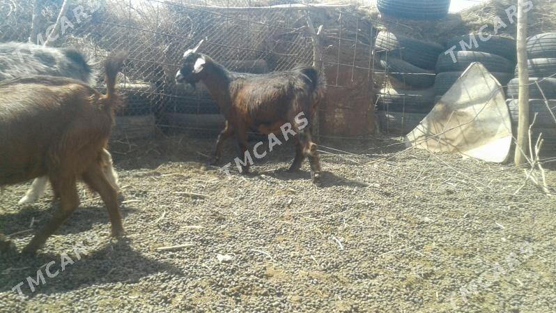 Пакистан гечи - Kerki - img 10