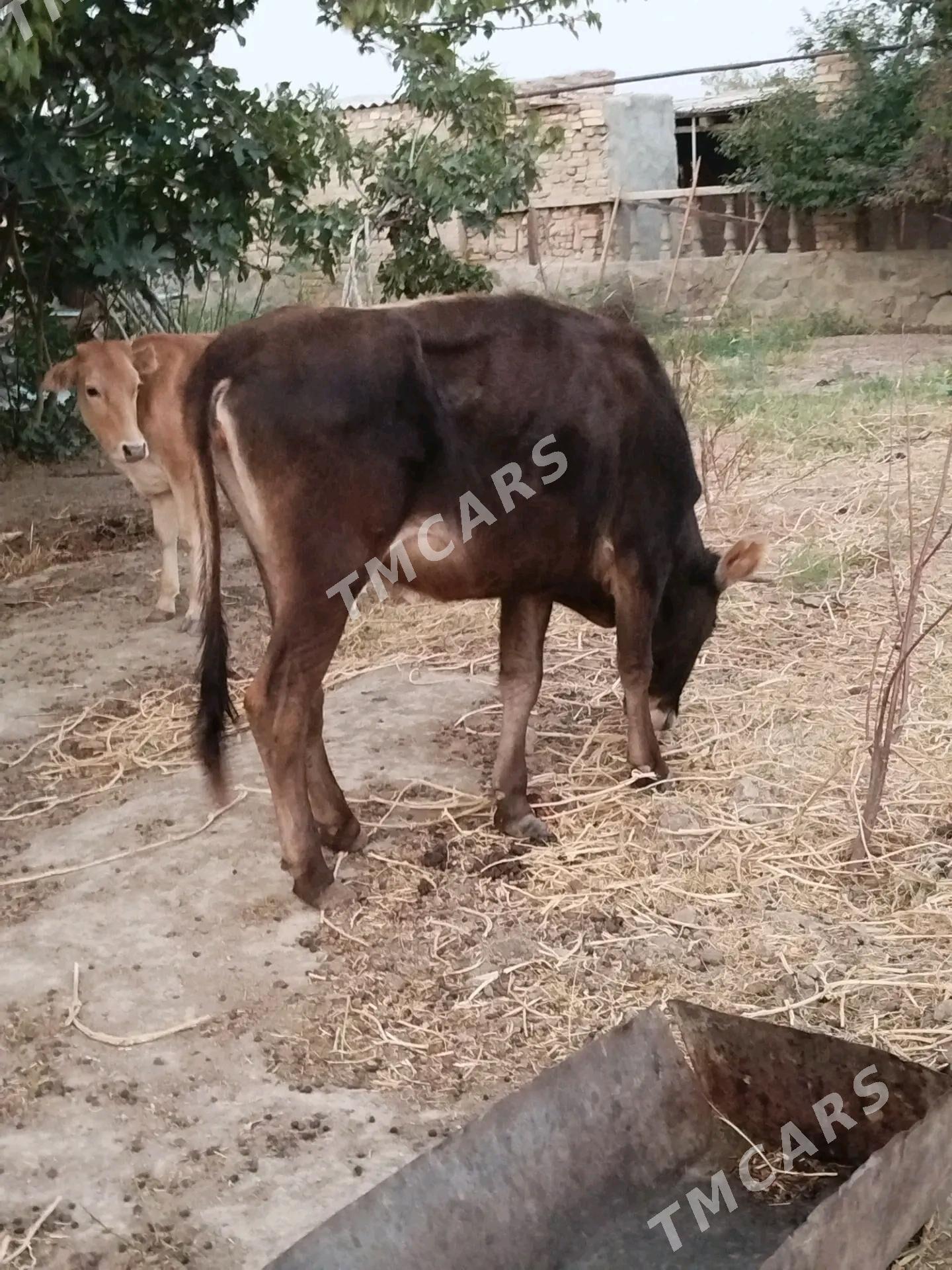 sygyr gacar - Bereket - img 3