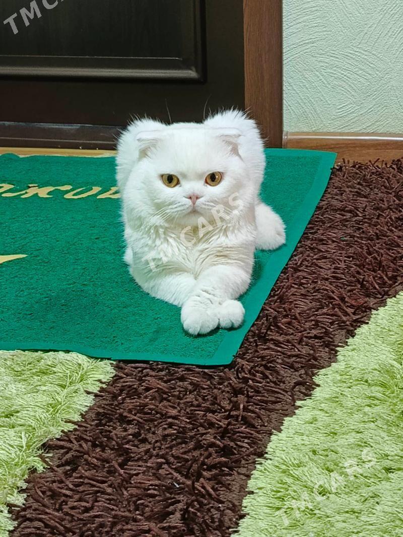 кот - Мары - img 4